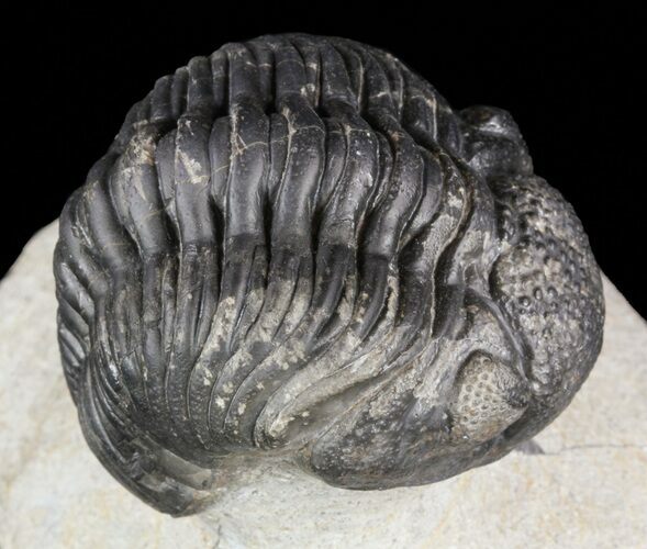 Pedinopariops Trilobite - Mrakib, Morocco #58443
